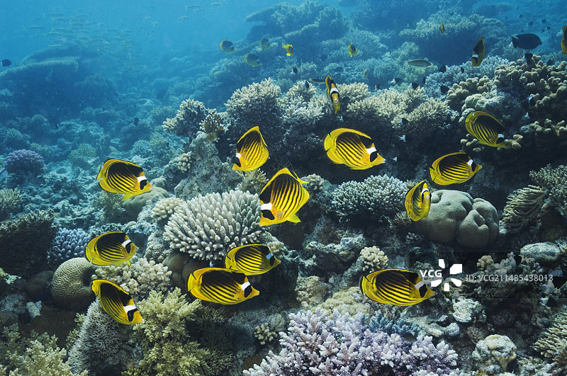 红海浣熊蝴蝶鱼图片素材