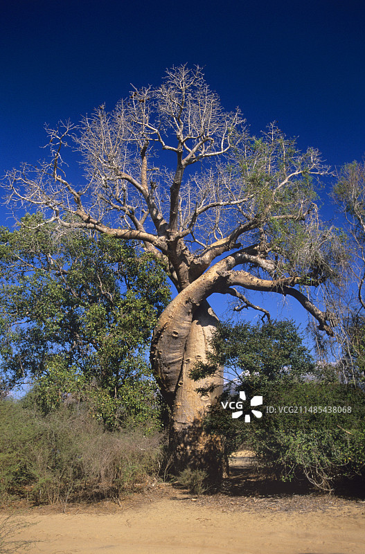 猴面包树图片素材