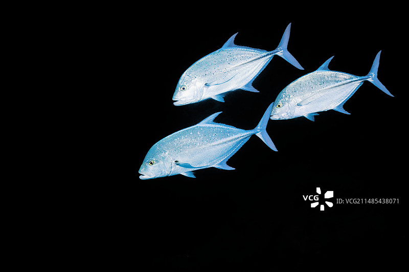 蓝鳍鲹鱼图片素材