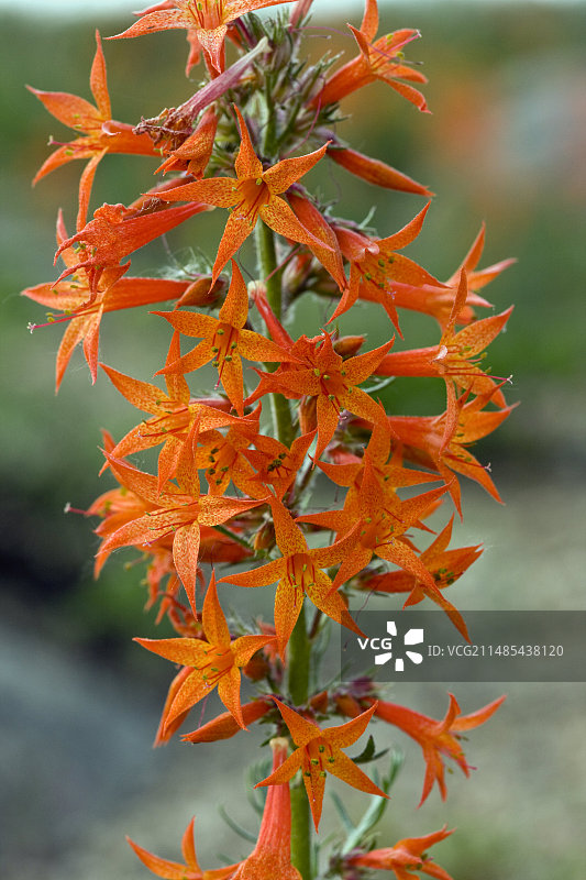 猩红吉利亚花图片素材