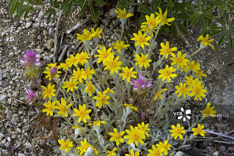 美国山花图片素材