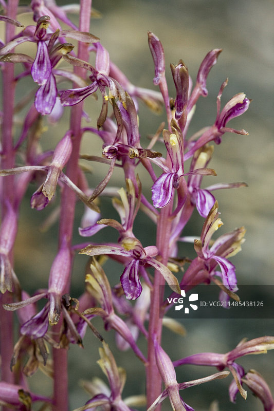 珊瑚兰图片素材