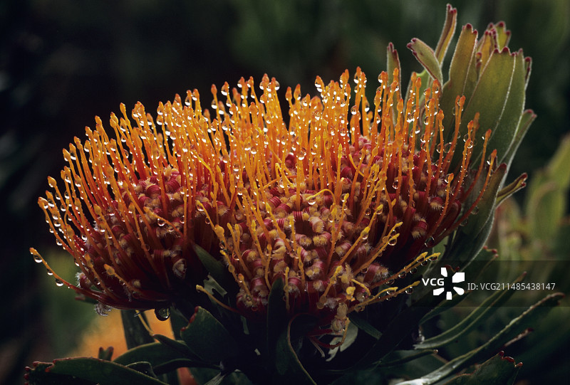 奥茨胡恩针垫花图片素材