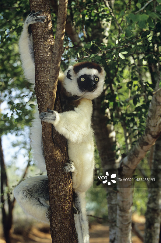 维氏冕狐猴图片素材