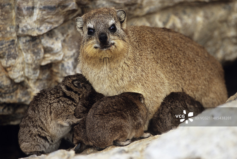 岩蹄兔图片素材