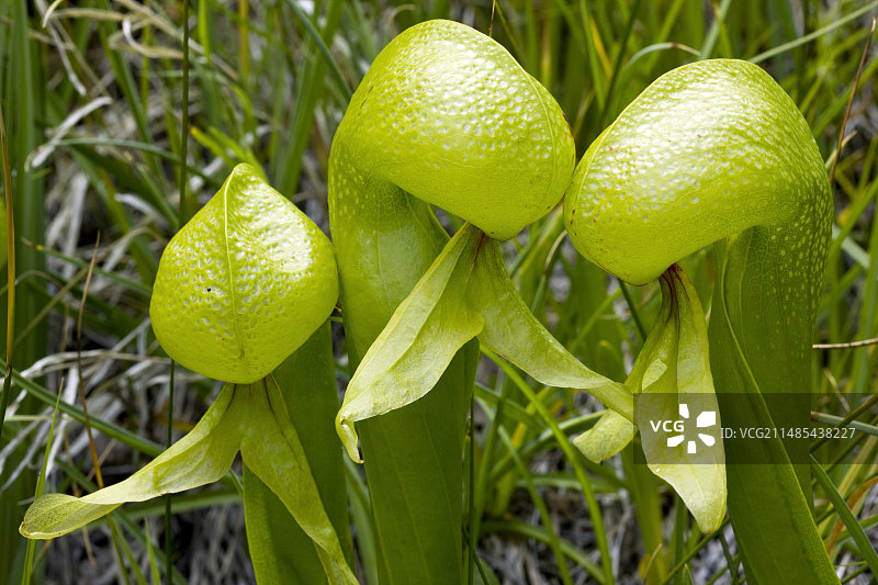 眼镜蛇瓶子草图片素材