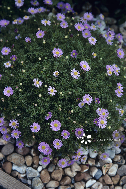 河畔雏菊花丛中的天鹅图片素材