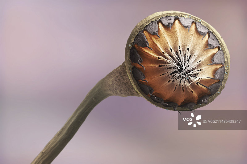 苔藓孢子囊，扫描电子显微镜图片素材