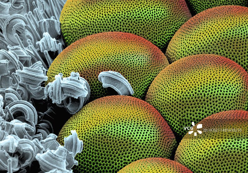 小白蛾复眼扫描电镜图图片素材