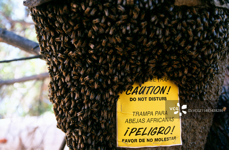 蜂群诱捕器图片素材