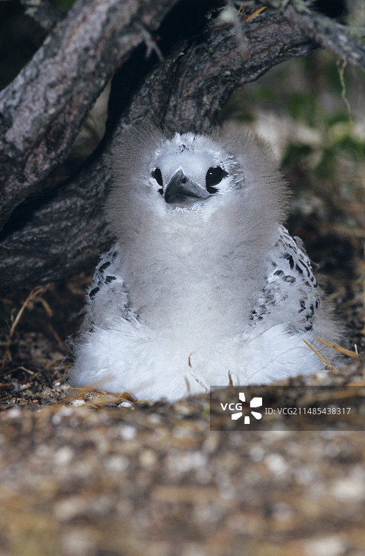 红尾鹲幼鸟图片素材