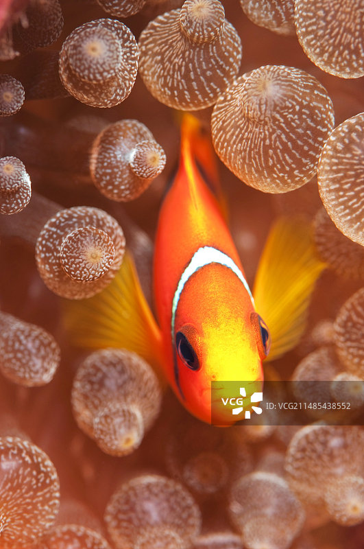 海葵中的海葵鱼图片素材