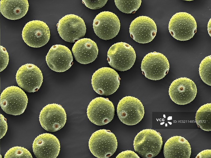 风铃花花粉粒（扫描电镜图）图片素材