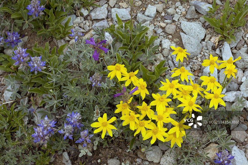 美国山花图片素材
