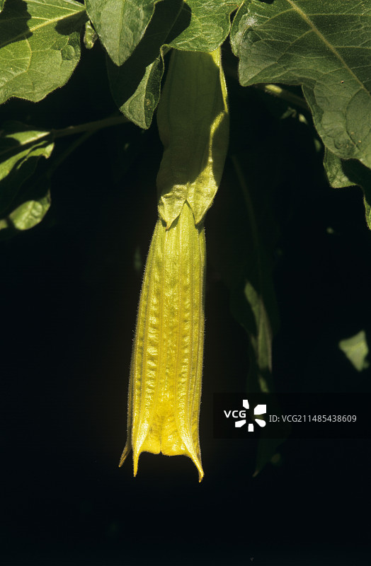 红色天使的号角图片素材