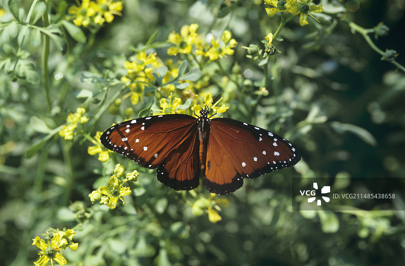 女王凤蝶图片素材