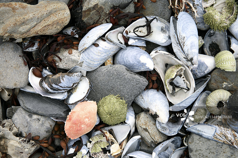 沙滩上的贝壳和卵石图片素材