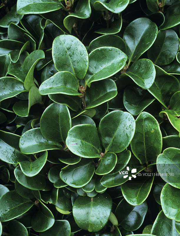 女贞树叶图片素材