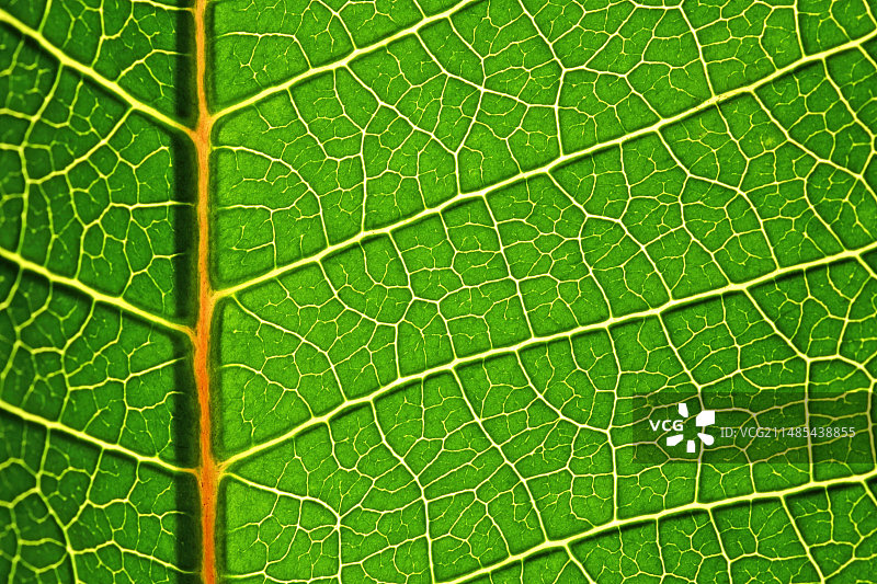 一品红叶图片素材