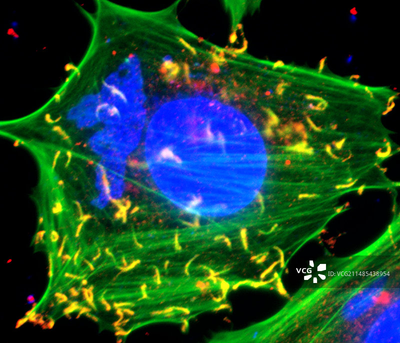 牛痘病毒感染细胞图片素材