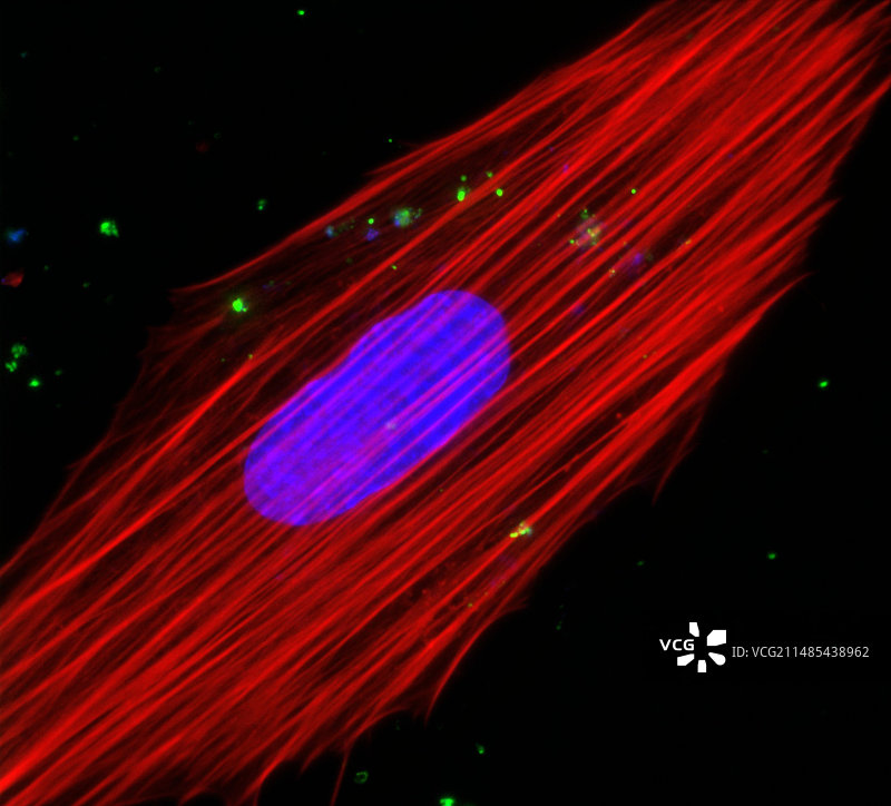 牛痘病毒感染细胞图片素材