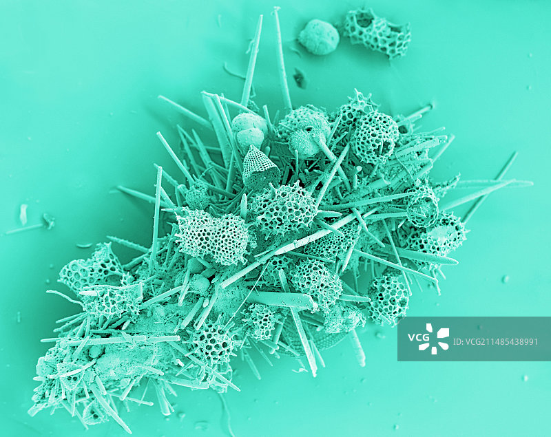 海洋原生动物外壳扫描电镜图图片素材