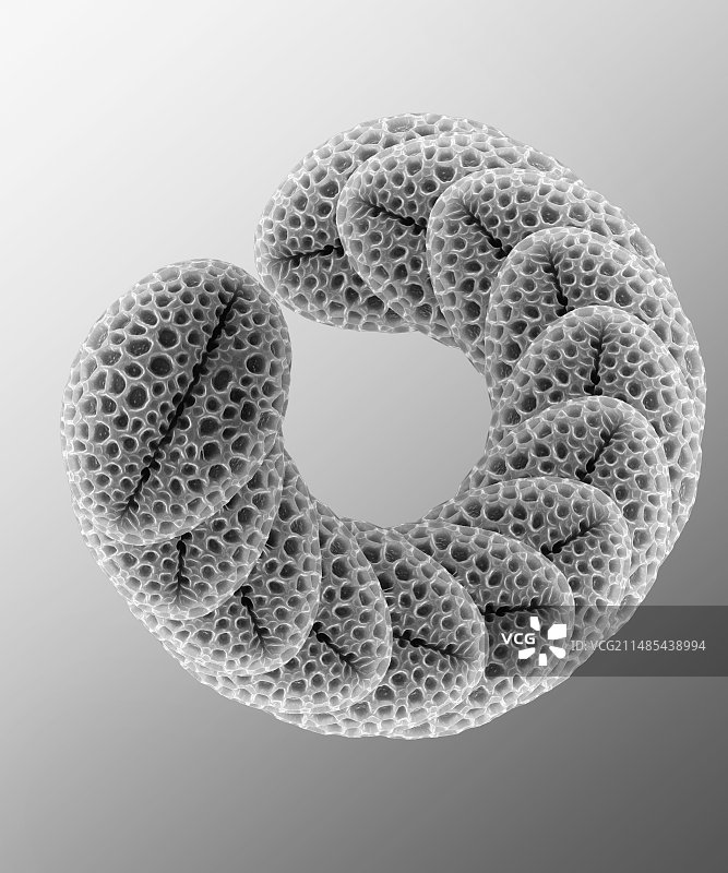 连翘花粉粒，扫描电子显微镜图片素材