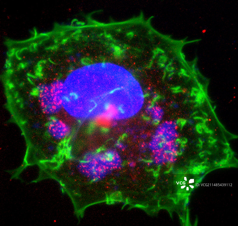 牛痘病毒感染细胞图片素材
