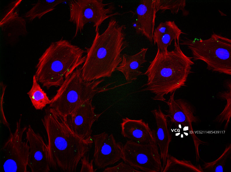 成纤维细胞荧光显微照片图片素材