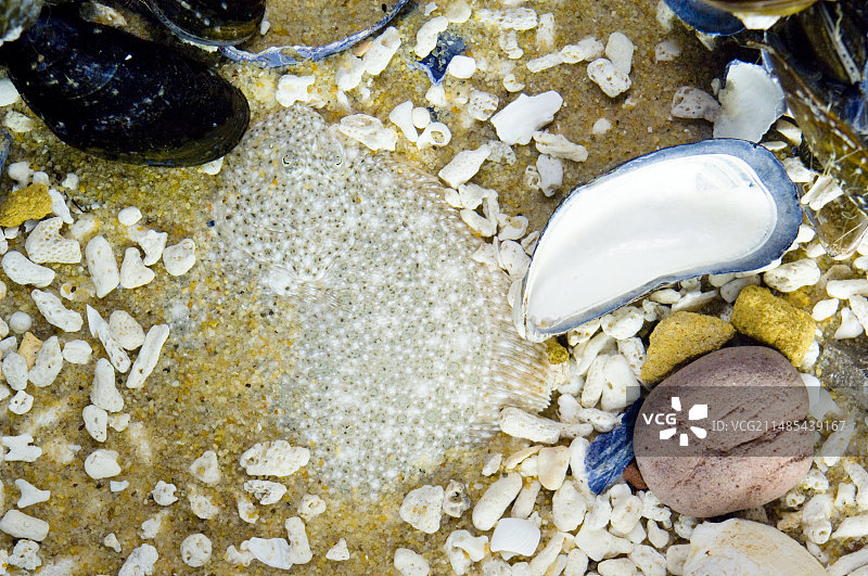 隐藏在沙子中的大菱鲆图片素材