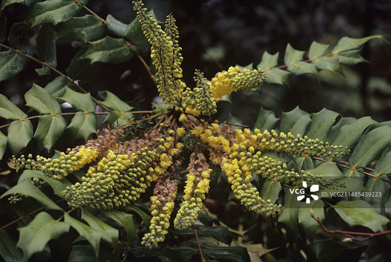 十大功劳“阿瑟·门齐斯”花图片素材