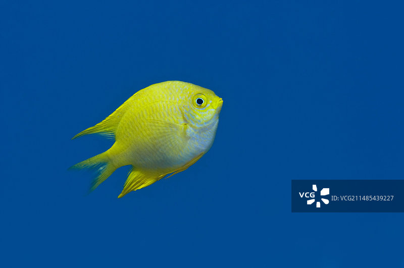 柠檬雀鲷图片素材