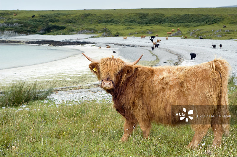 海边的高地牛图片素材