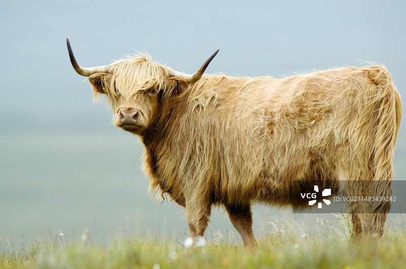 高地牛图片素材