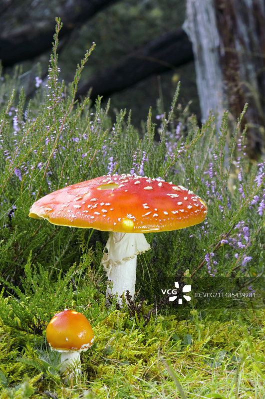 毒蝇伞蘑菇图片素材