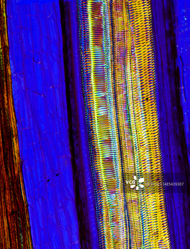 蕨类植物根茎，光学显微照片图片素材