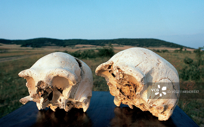 西玛 de los Huesos 的头盖骨化石图片素材