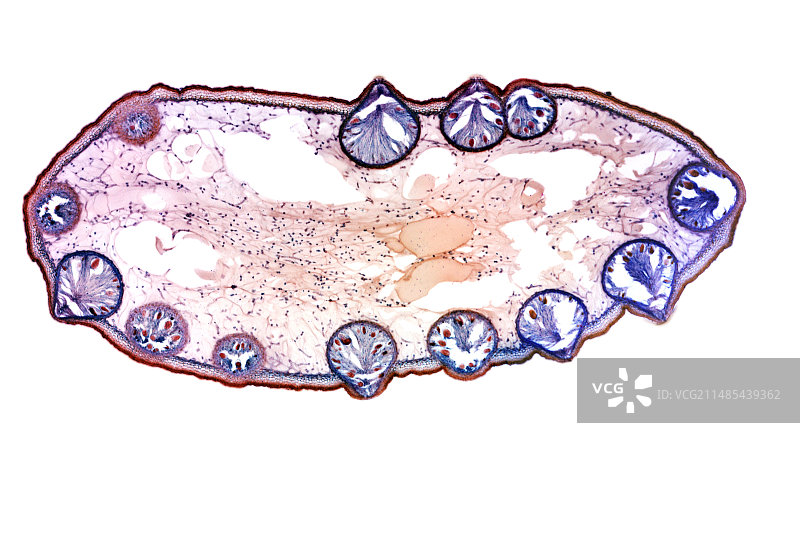 墨角藻浅显微照片图片素材