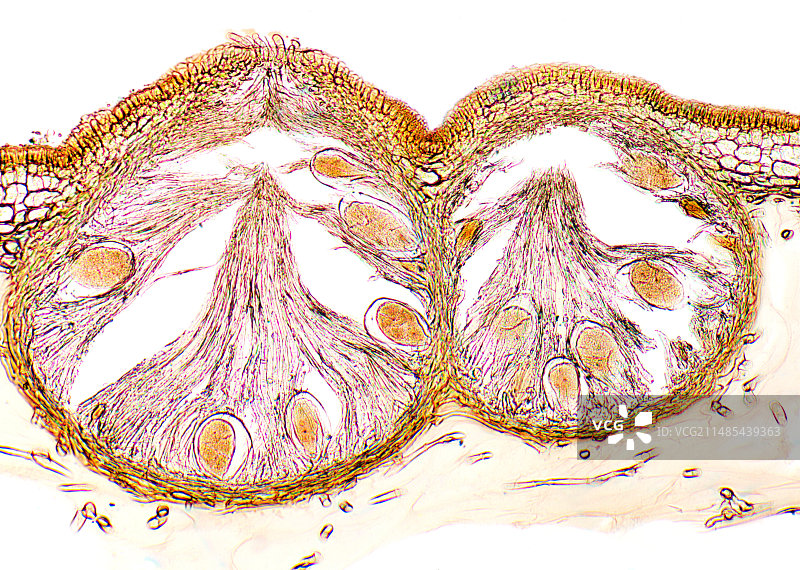 墨角藻浅显微照片图片素材