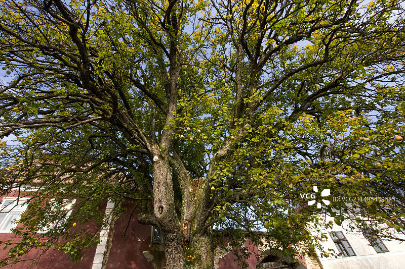 梨（梨属）图片素材