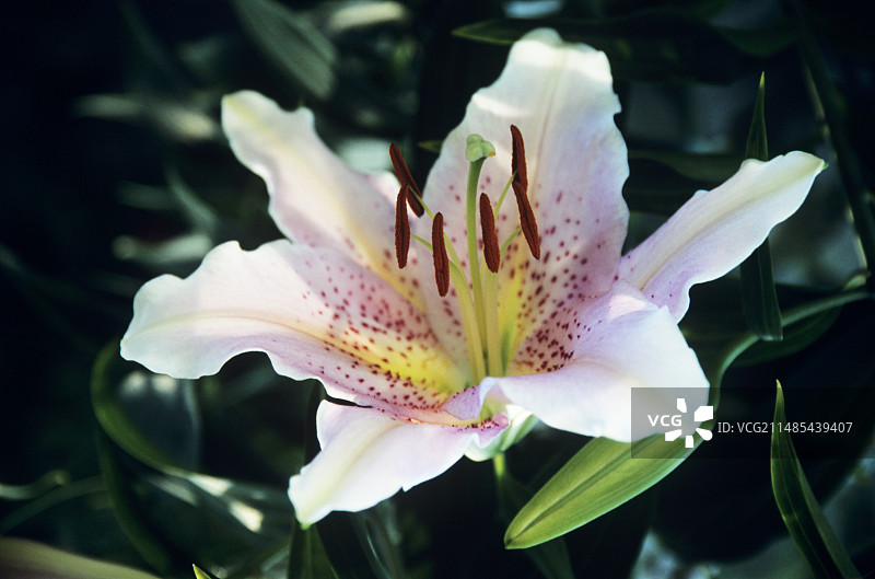 蒙娜丽莎百合图片素材