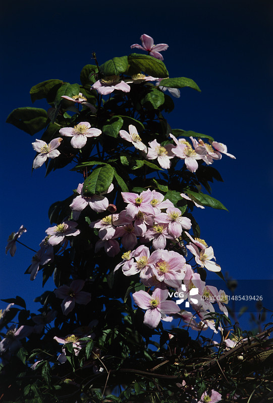 克莱玛蒂斯‘布劳顿之星’图片素材