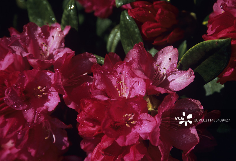 杜鹃花图片素材