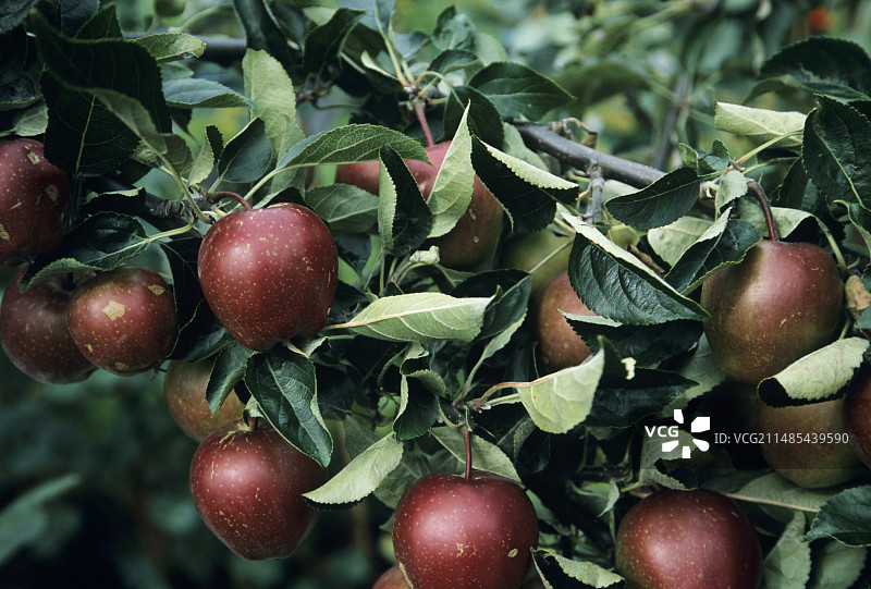 夏红苹果图片素材