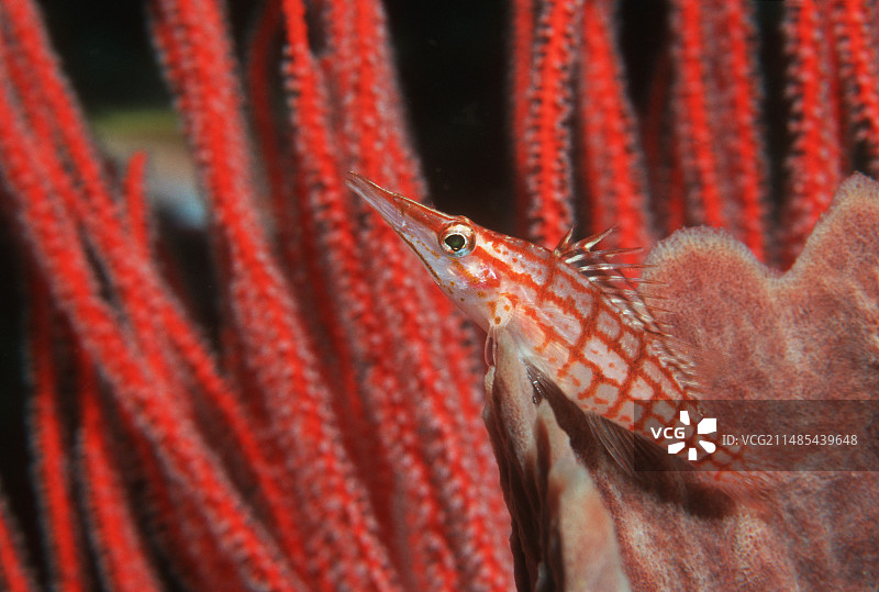 长鼻鹰鱼图片素材