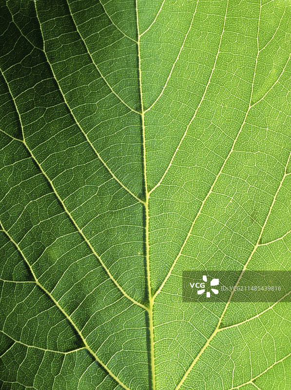 青柠叶图片素材