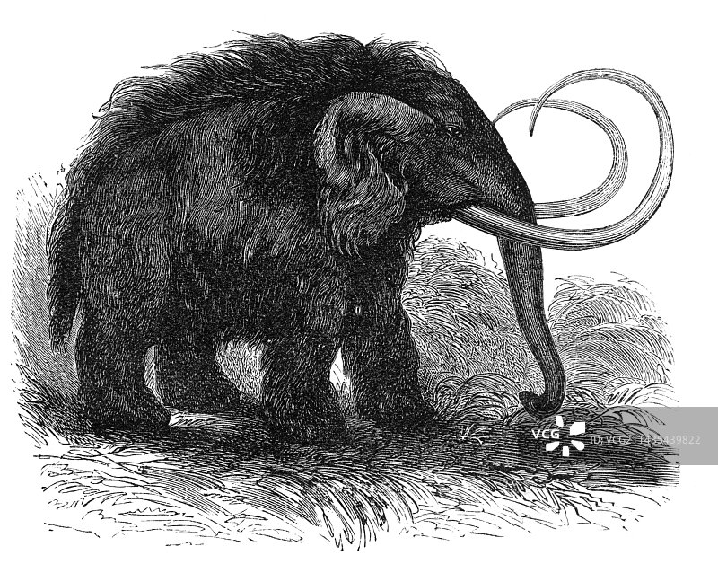 19世纪的猛犸象艺术品图片素材