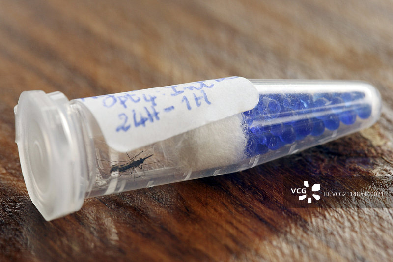 非洲疟疾研究图片素材