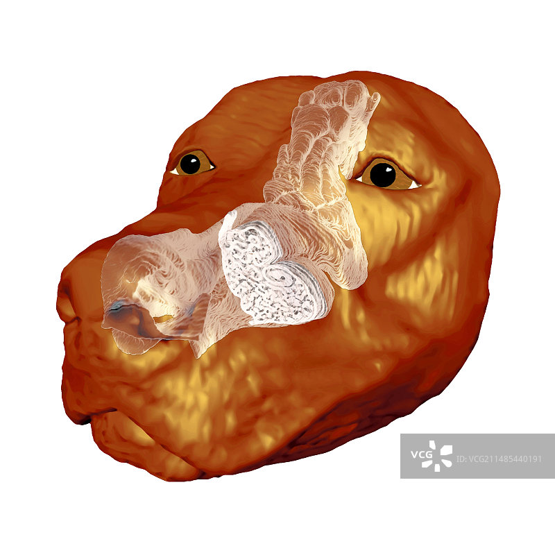 狗狗的鼻子，核磁共振模型图片素材