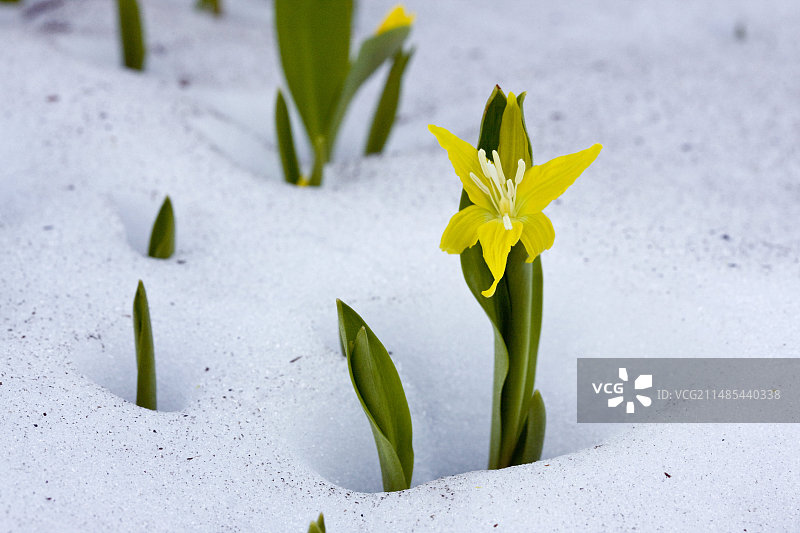 冰川百合图片素材